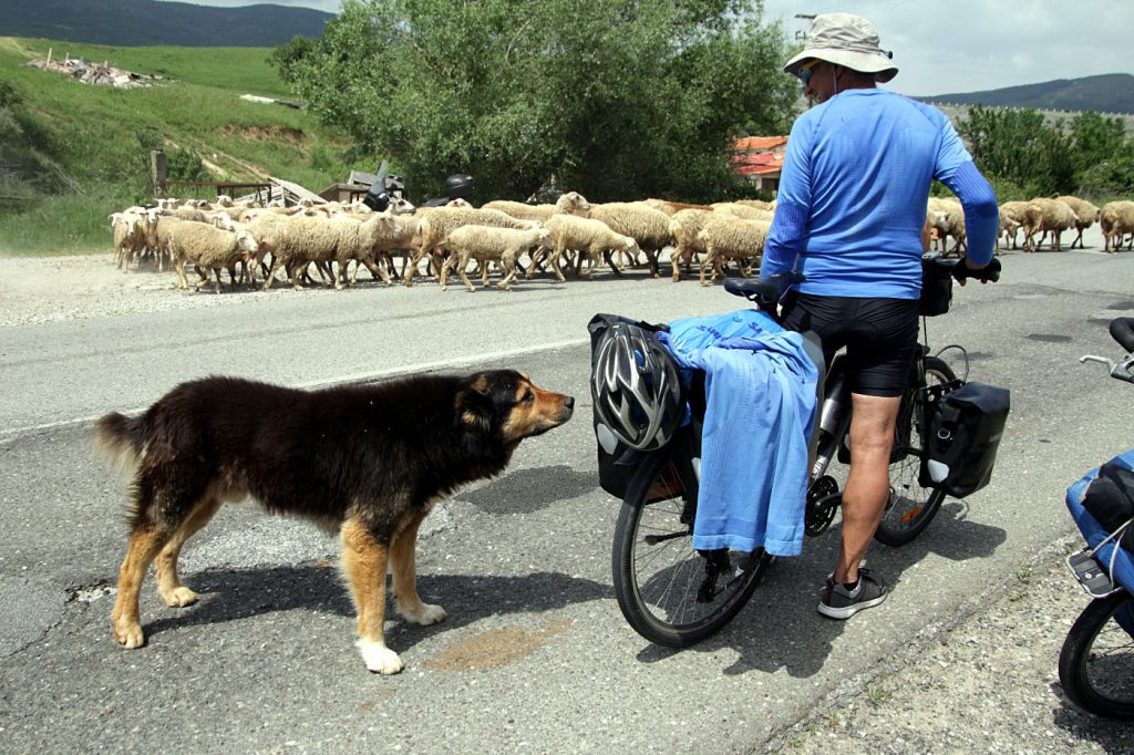 shepherd dogs