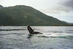 Whales in Punta Arenas. By Giovanni Stalloni